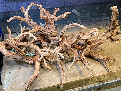 流木色々入荷しました～。 | エキゾチックアフリカ（淡水）入荷情報