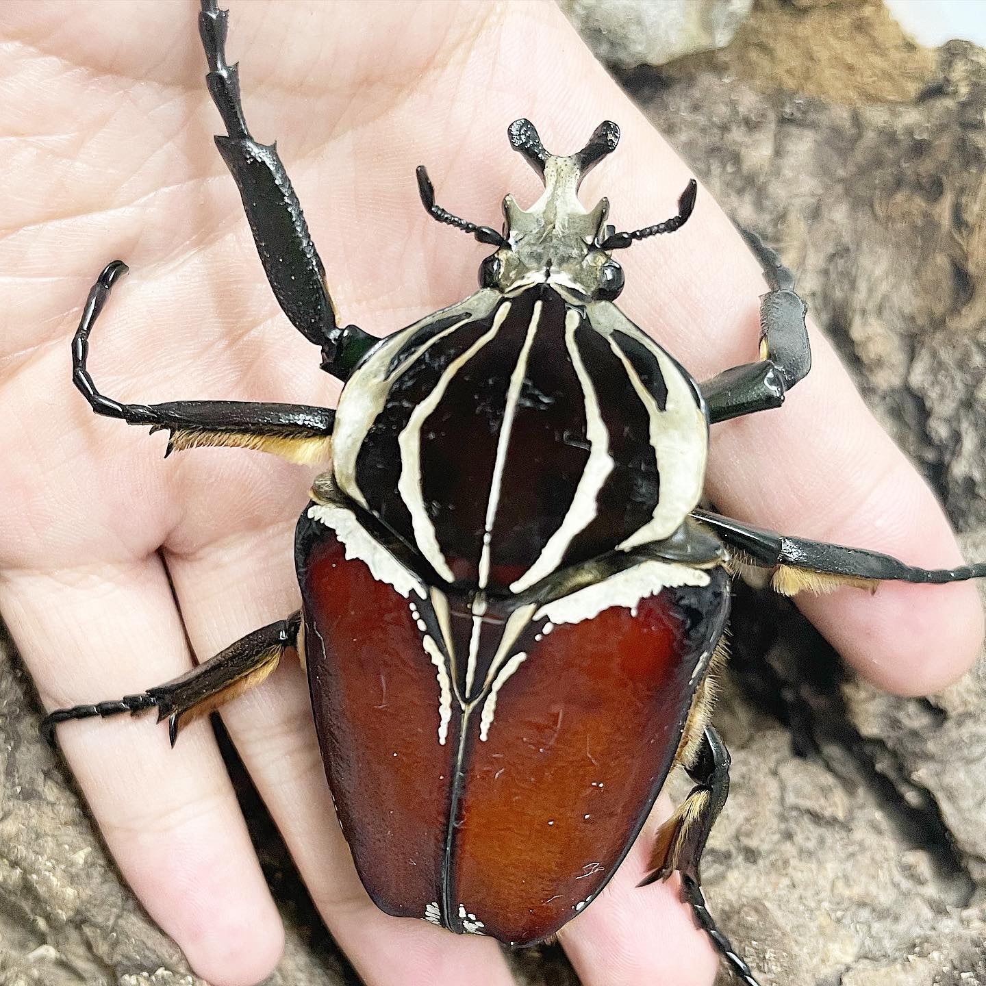 Goliath Beetle (Goliathus goliatus) – James' Beetle Farm