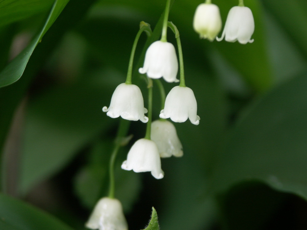 Lily of the Valley - Great Lakes Sacred Essences