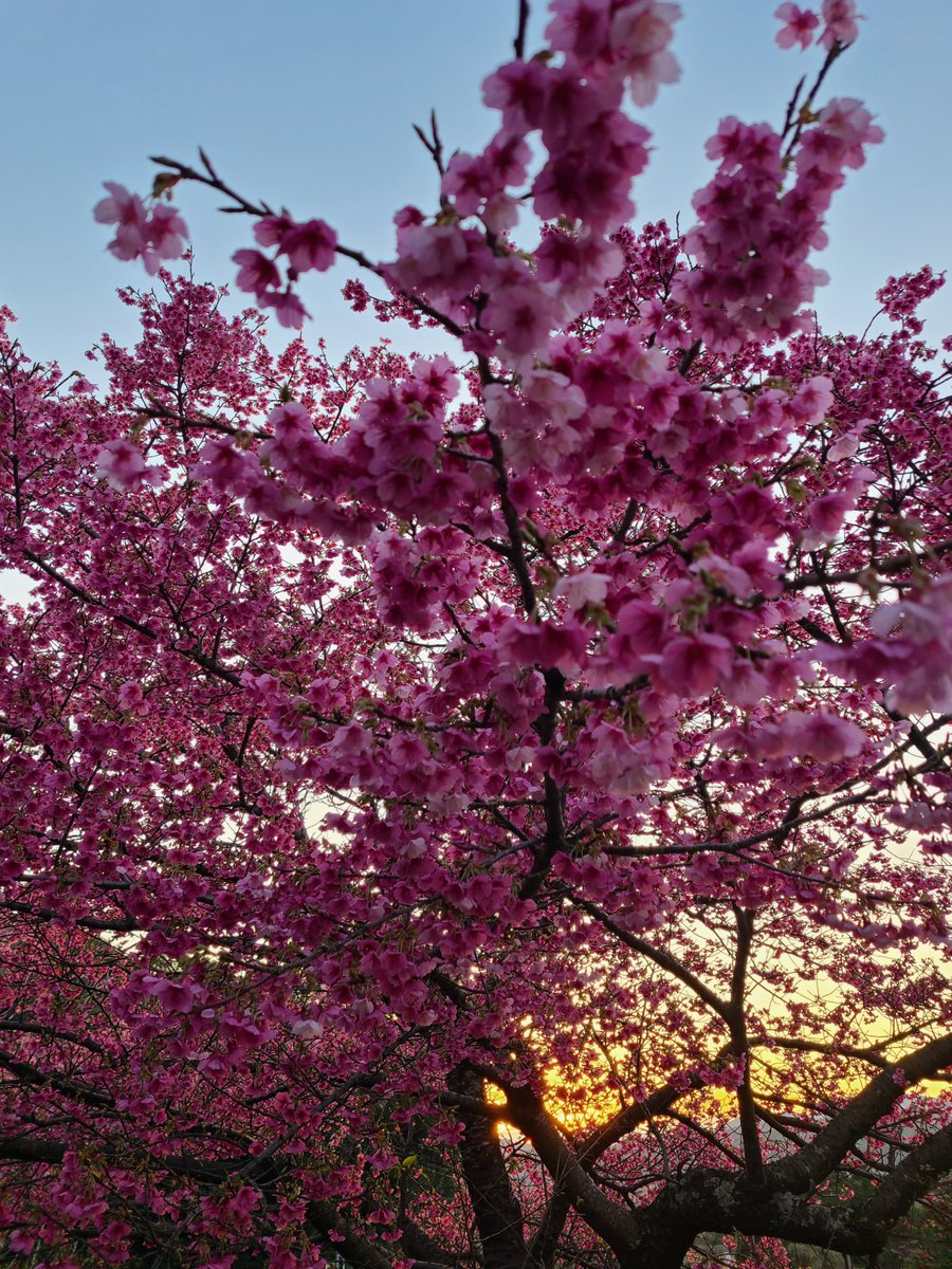 Flowers Community on X - 139.5K Members